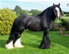 Traditional Feathered Cob Stallions